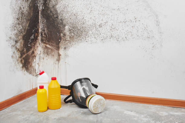 Best Insurance-Related Mold Remediation in Sulphur Springs, TX