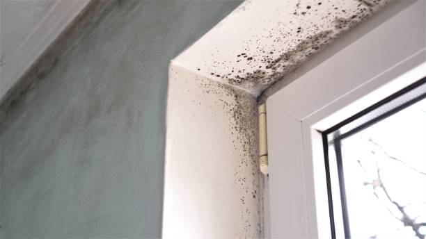 Best Commercial Mold Remediation in Sulphur Springs, TX
