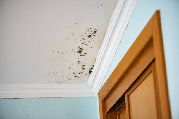 Best Health and Safety Mold Remediation in Sulphur Springs, TX
