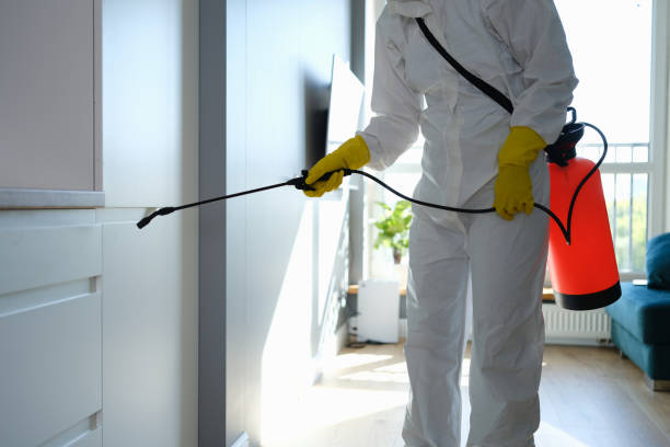 Best Kitchen Mold Remediation in Sulphur Springs, TX