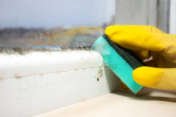 Best White Mold Remediation in Sulphur Springs, TX