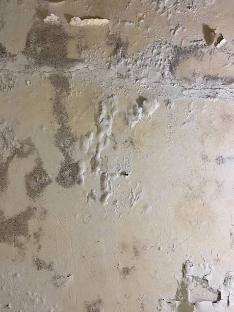 Best White Mold Remediation in Sulphur Springs, TX