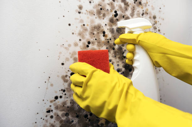 Best Commercial Mold Remediation in Sulphur Springs, TX