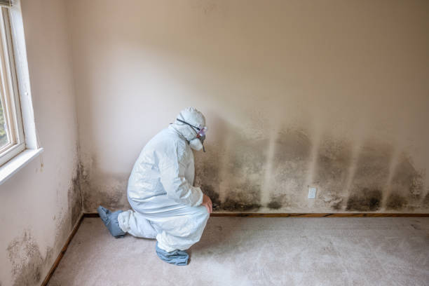 Best Mold Remediation for Specific Building Types in Sulphur Springs, TX
