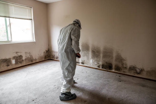 Best Mold Remediation for Specific Building Types in Sulphur Springs, TX