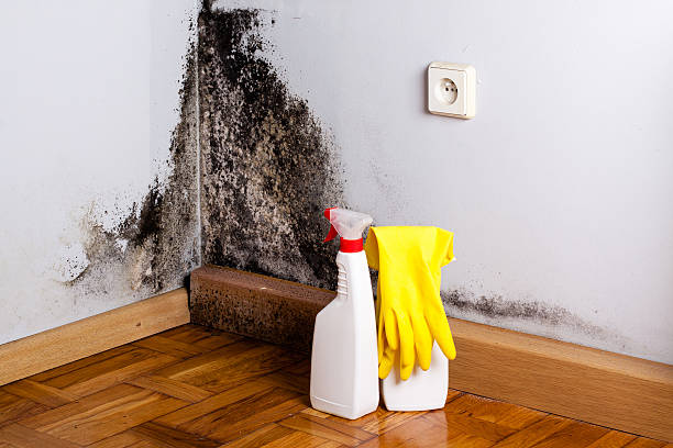 Best DIY Mold Remediation Support Services in Sulphur Springs, TX