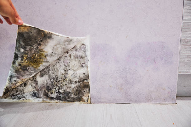 Best DIY Mold Remediation Support Services in Sulphur Springs, TX